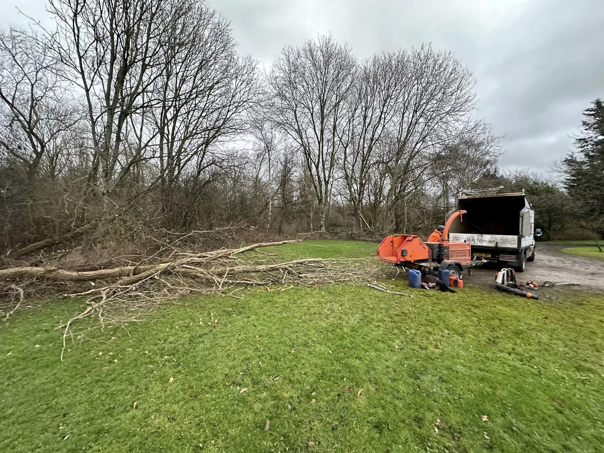 tree surgery