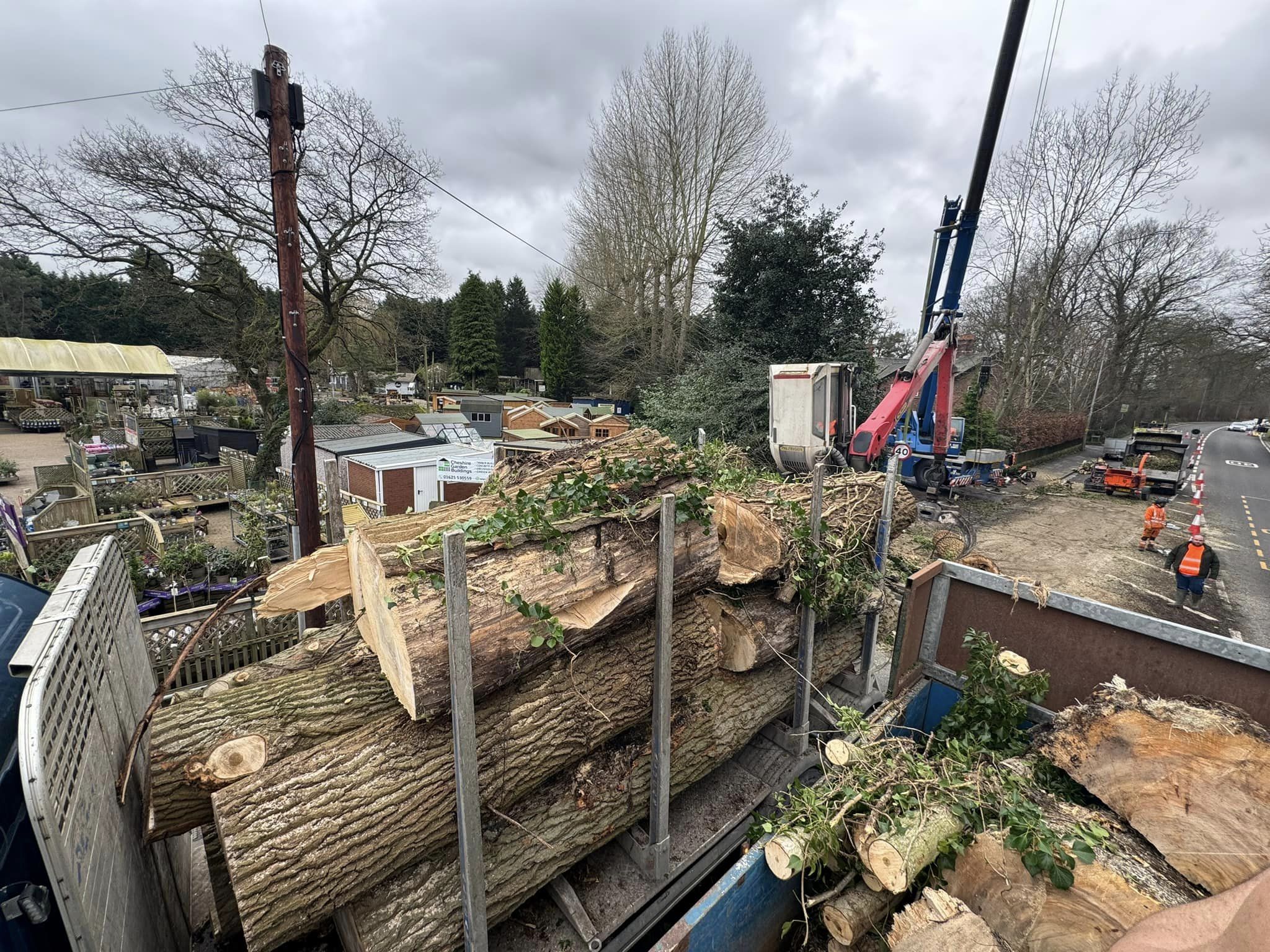 tree surgery