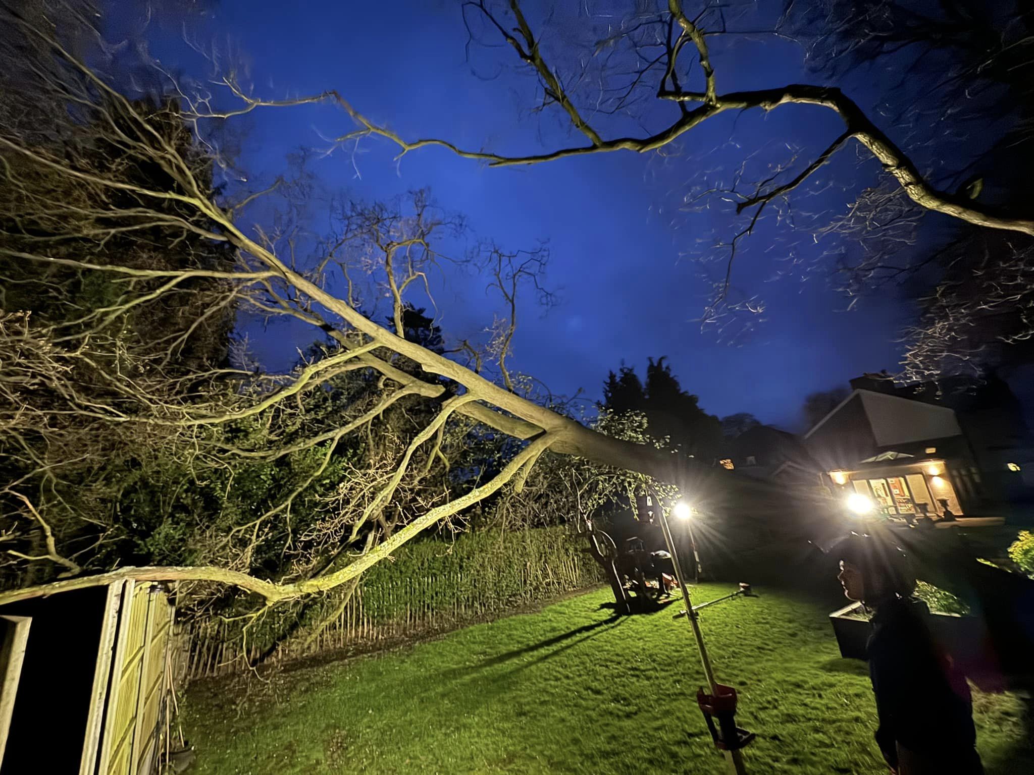 tree surgery tree surgery