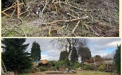 tree surgery