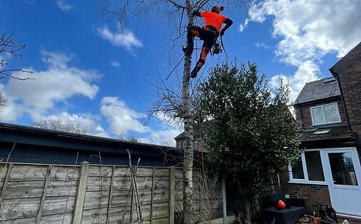 tree surgery