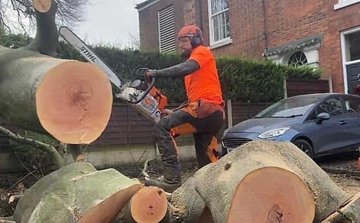 tree surgery