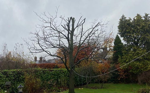 tree