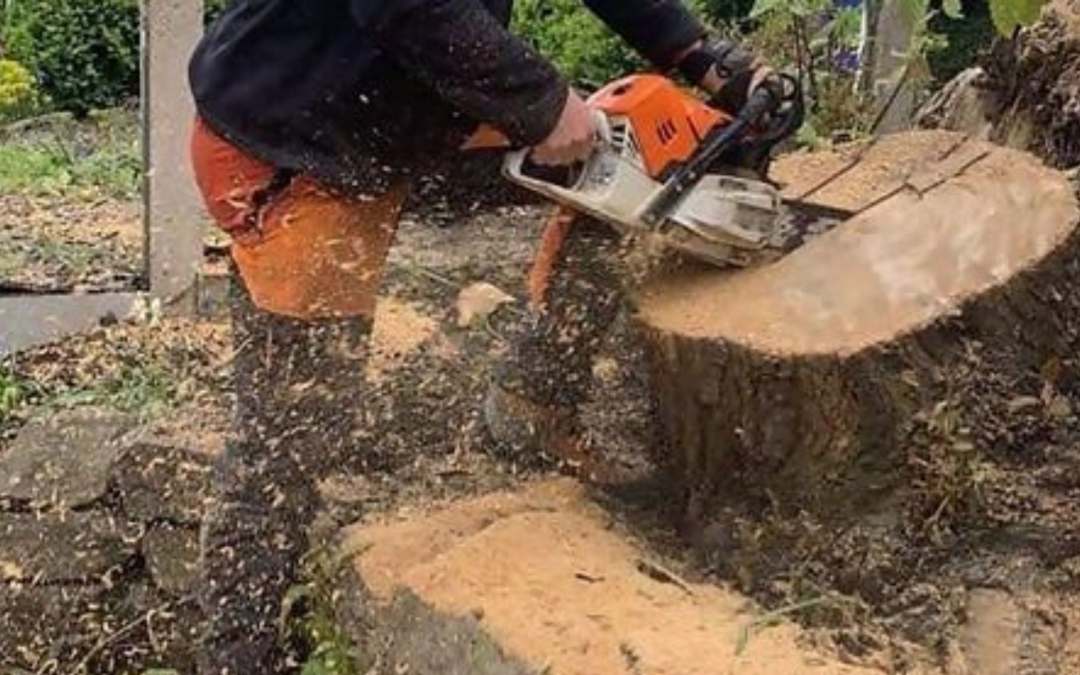 tree surgeons