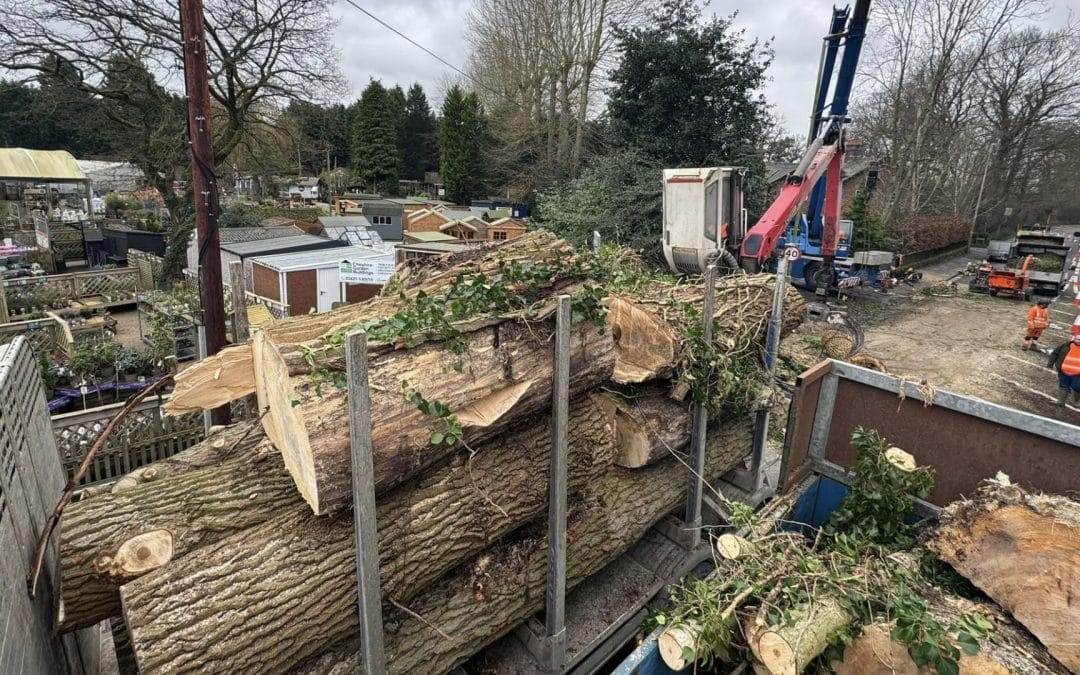 5 Warning Signs That You Need To Remove A Tree