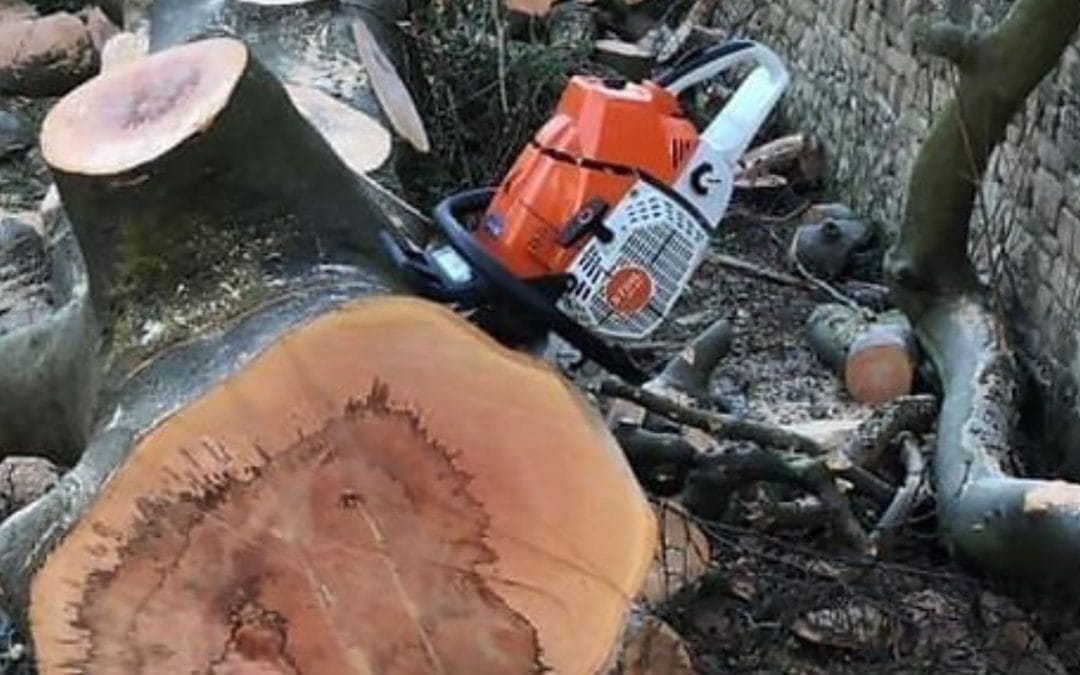 A Guide to Shielding Your Trees from Storms