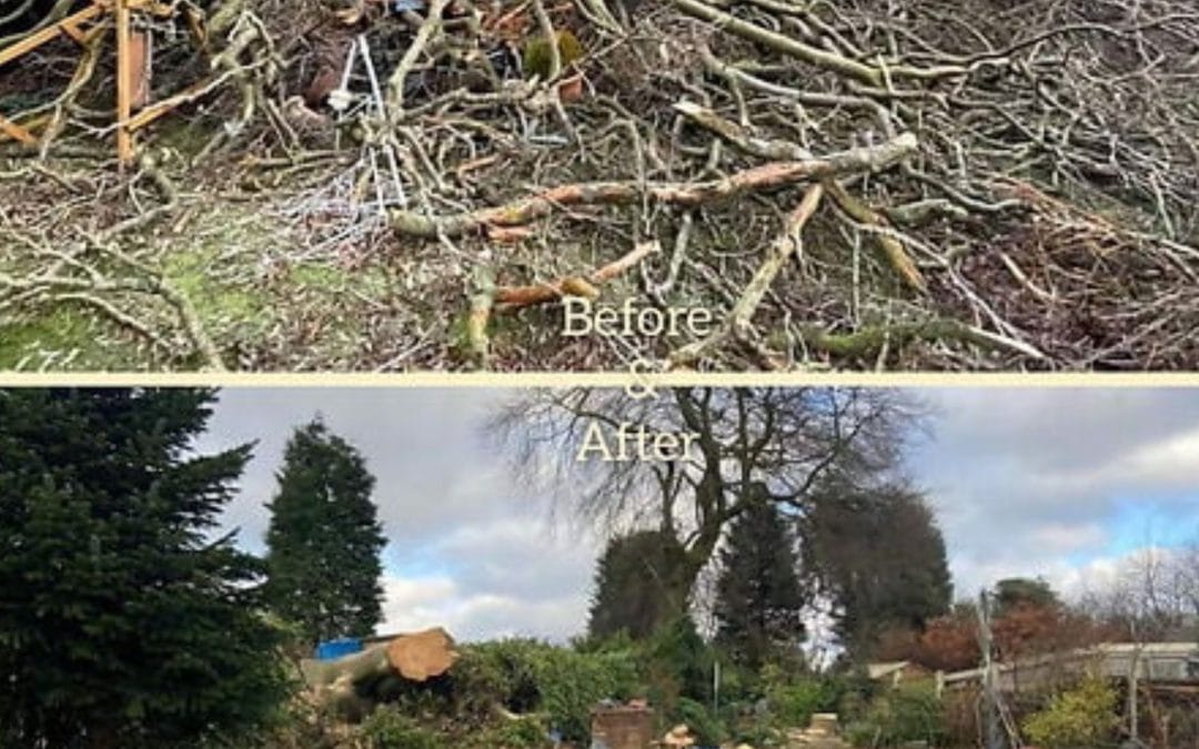 The Ways Tree Surgery Helps With Pest Control: Explained