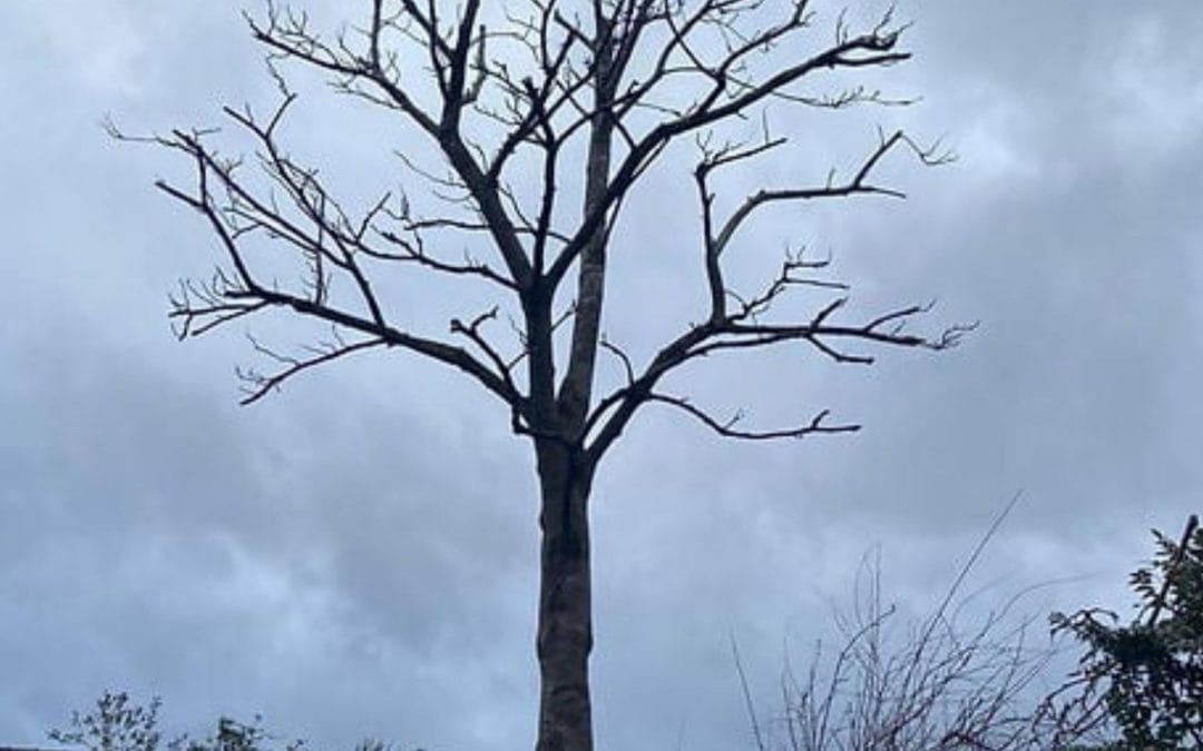 What Happens If You Leave A Tree Stump In Your Garden?