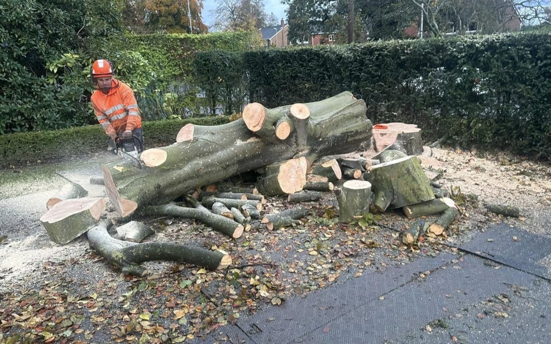 The Hidden Dangers Of Deadwood In Mature Garden Trees