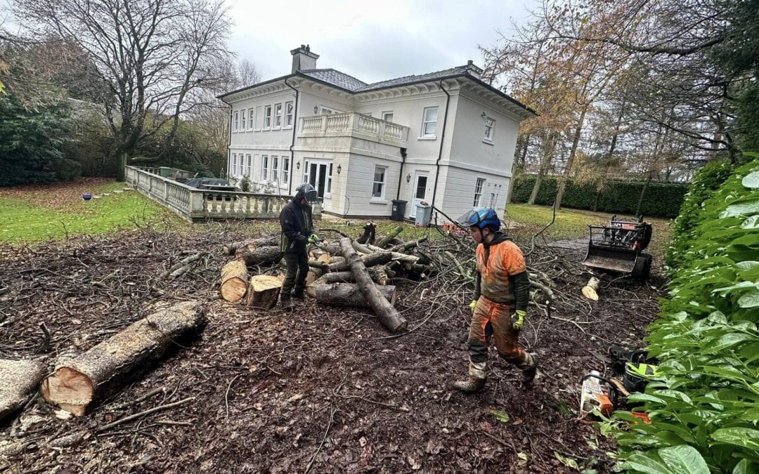 Cost Benefits of Partnering with a Tree Surgeon for Businesses