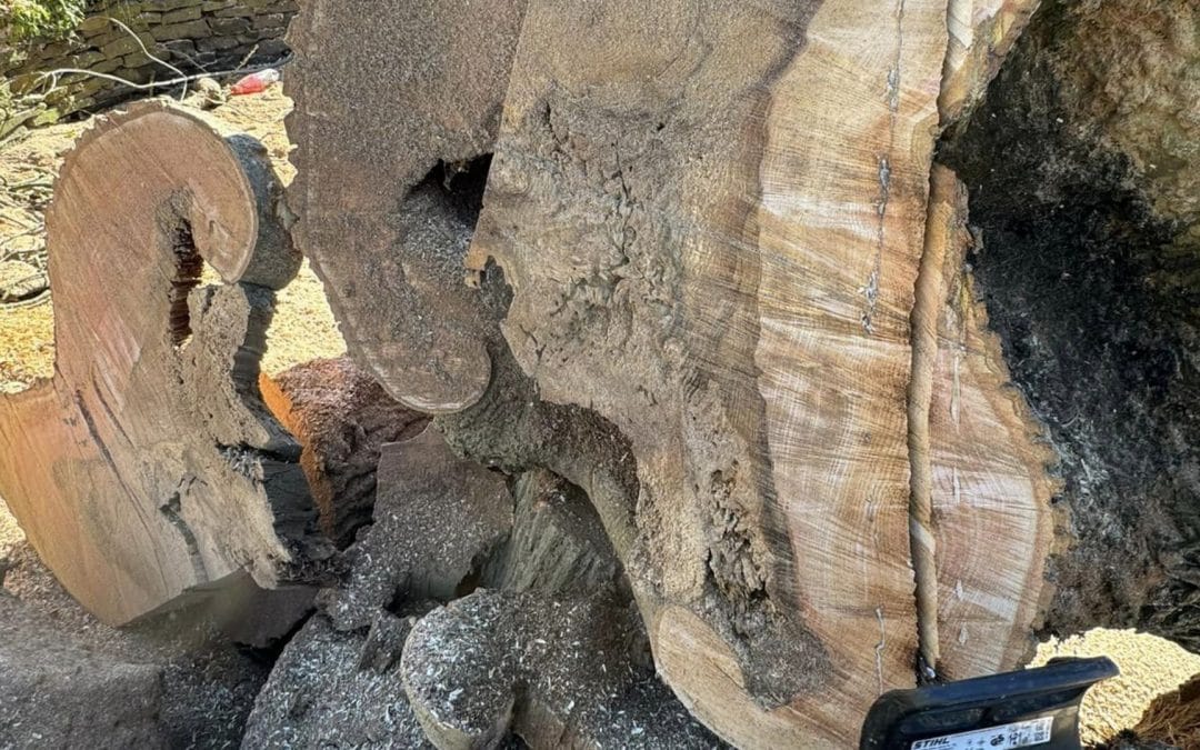 Emergency Tree Surgery: Handling Storm-Damaged Trees
