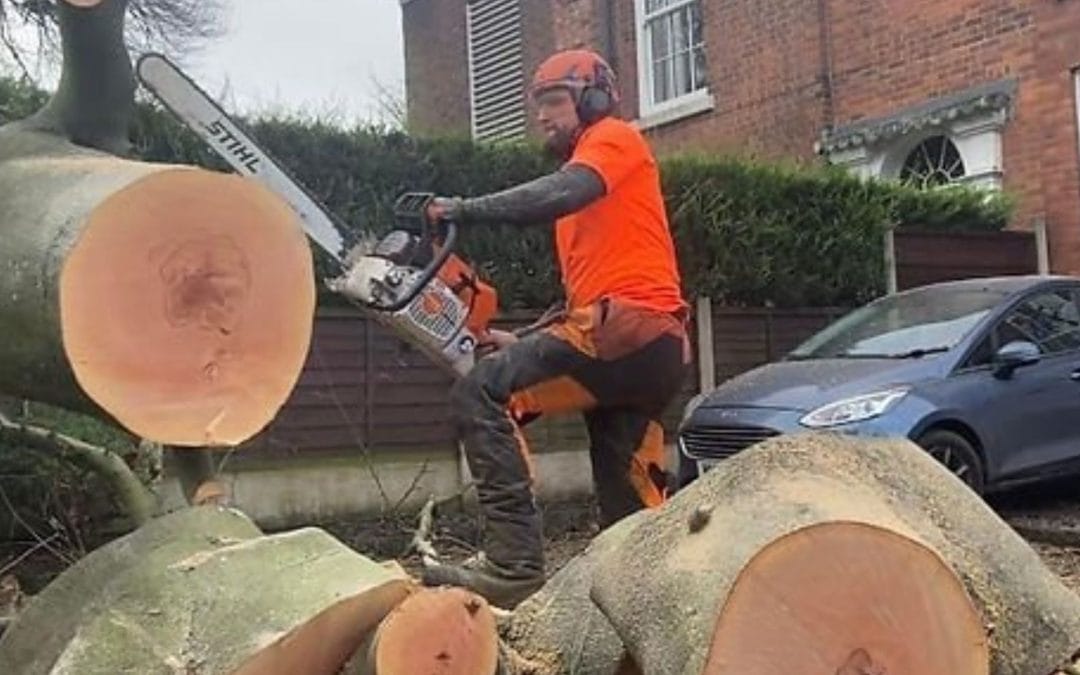 How Tree Surgeons Help Prevent Liability Issues for Commercial Property Owners