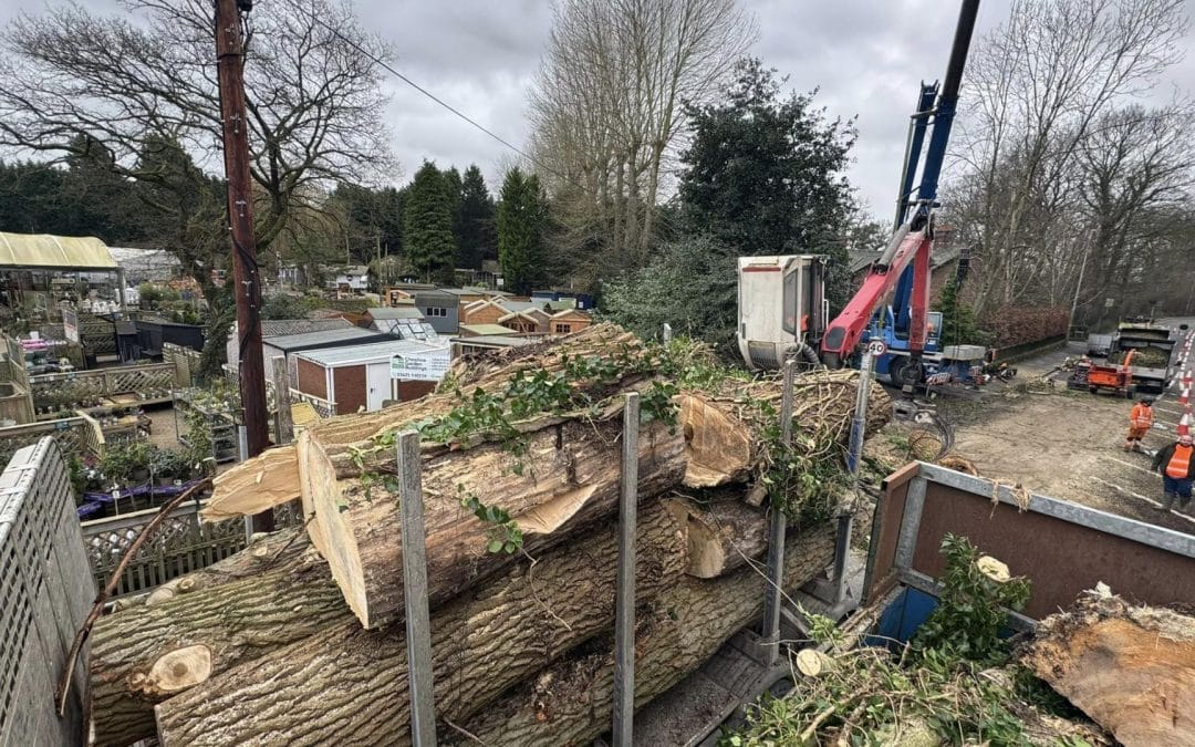 Tree Surgery in Conservation Areas: TPOs and Planning Permission Explained